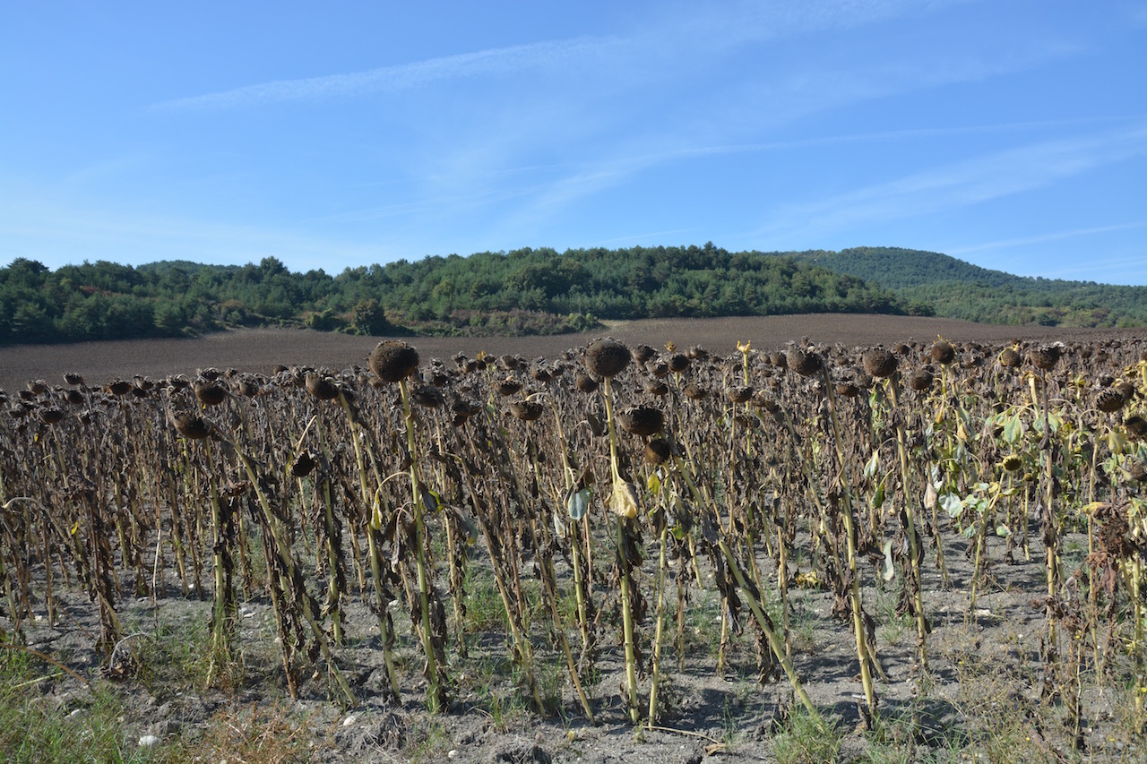 Sunflowers ready for harvesting