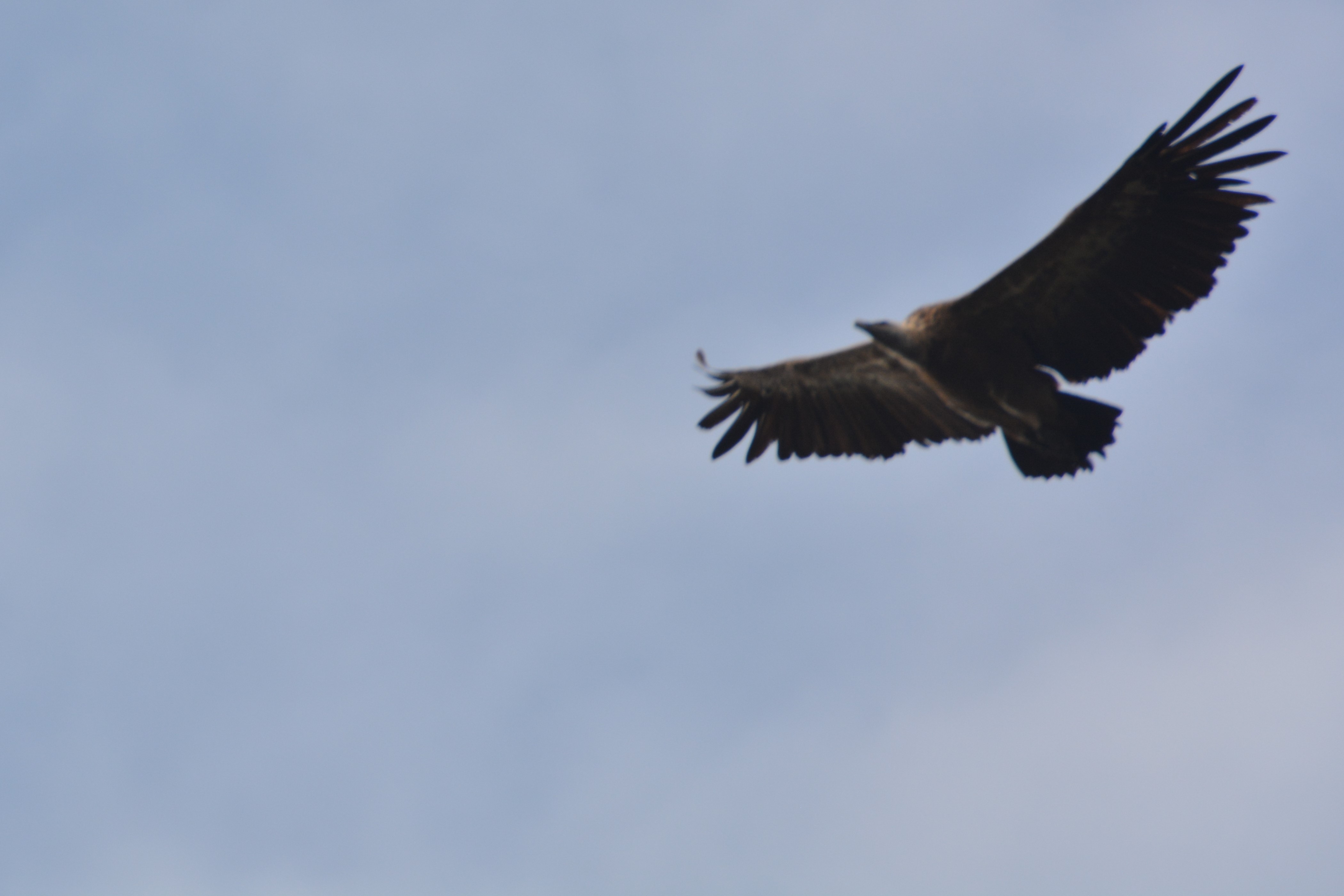 last-ever-vulture-picture