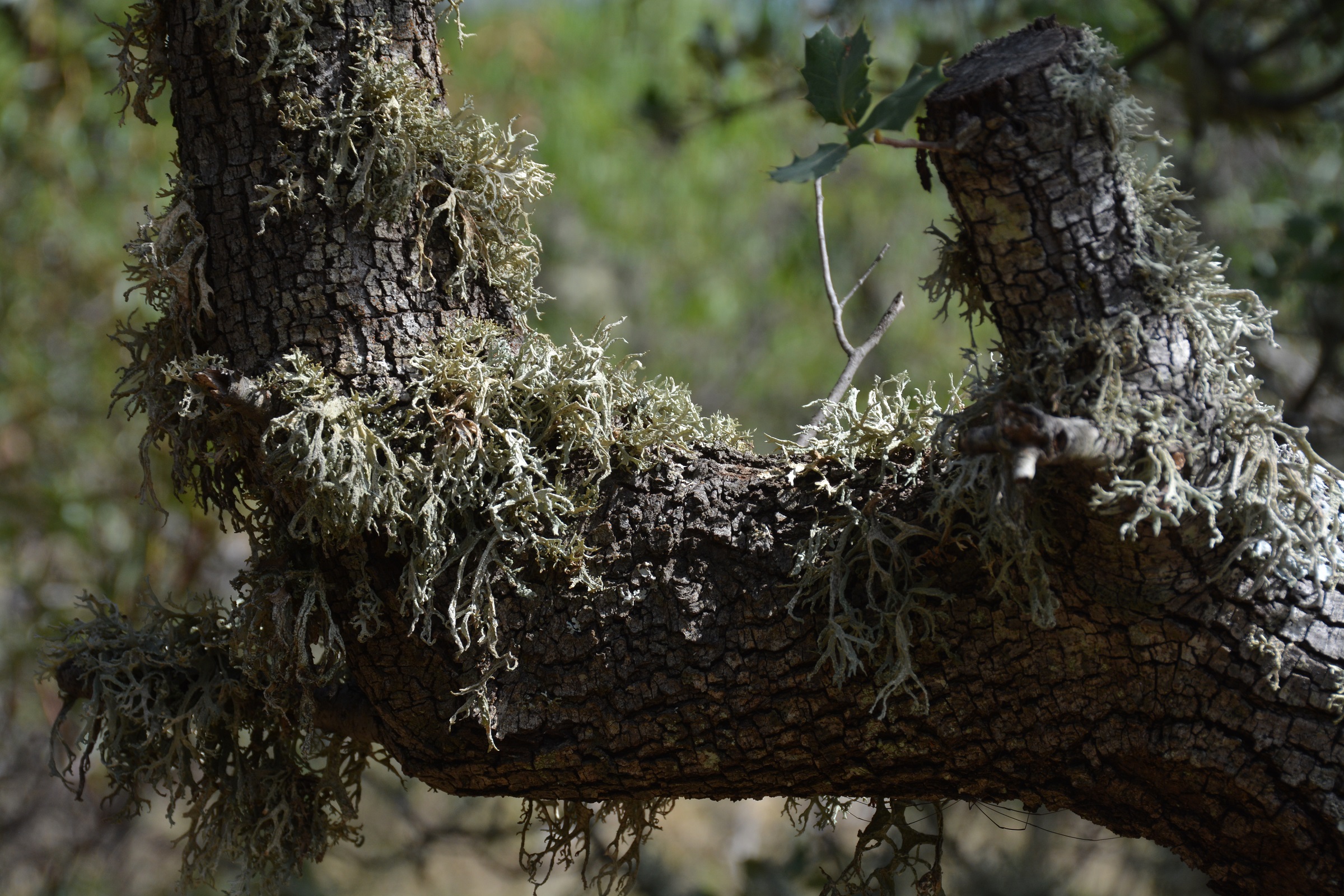 lichens-on-oak-tree