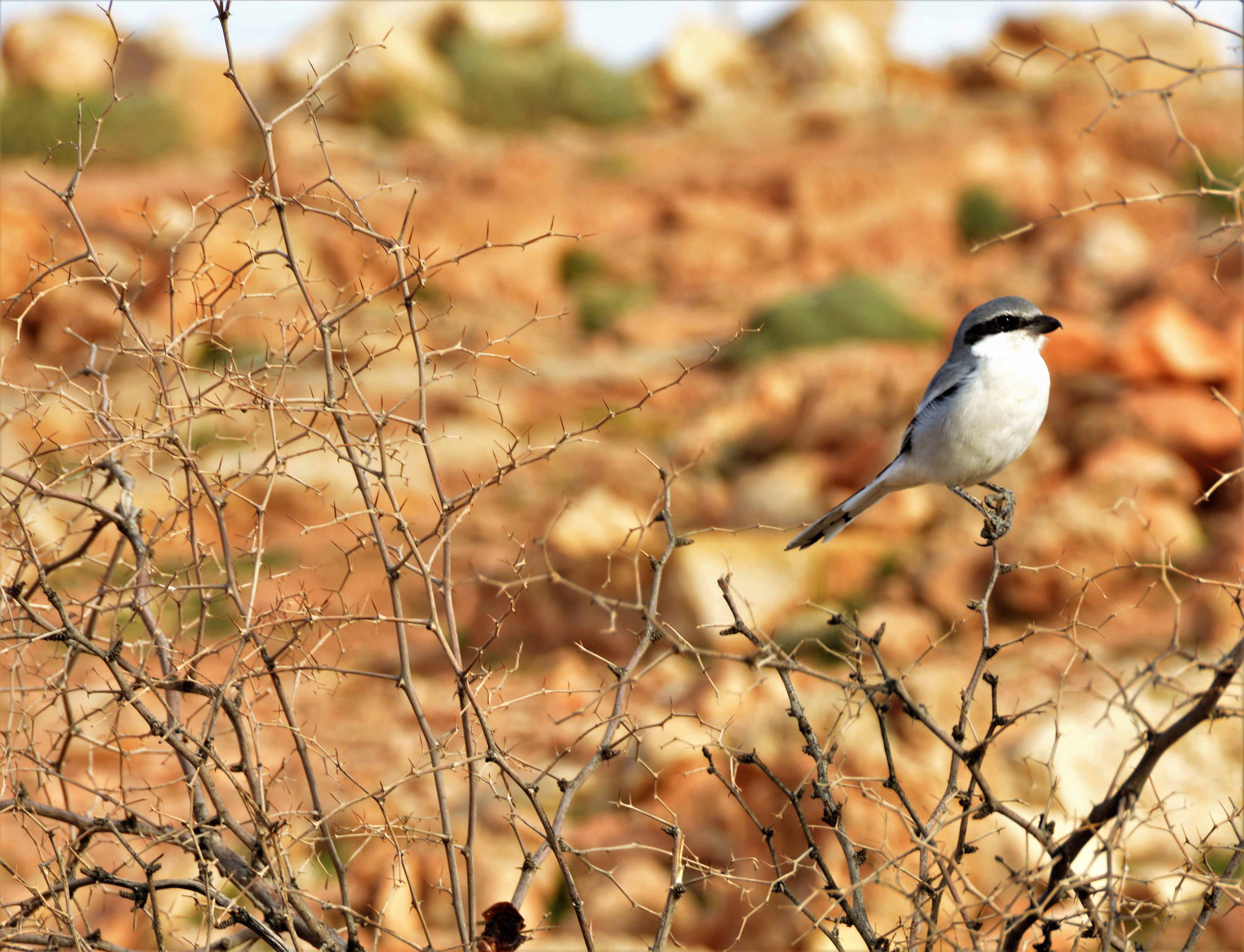A shrike - most likely - spotted on our walk near Meski